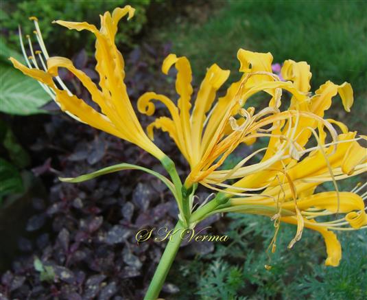  Inflorescence (Umbel)-Side View